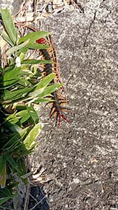 �N���b�N���Ċg��