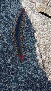 �N���b�N���Ċg��