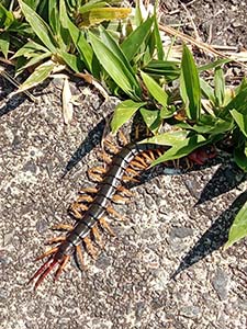 �N���b�N���Ċg��