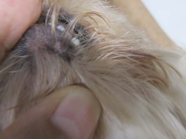 click���Ċg��