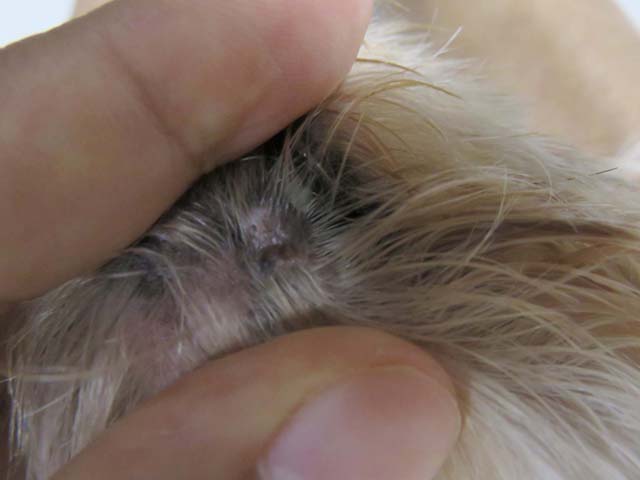 click���Ċg��