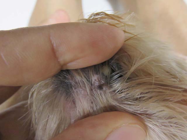 click���Ċg��