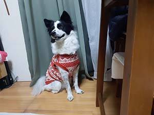 クリックして拡大
