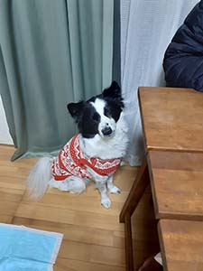 クリックして拡大