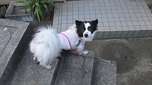 クリックして拡大