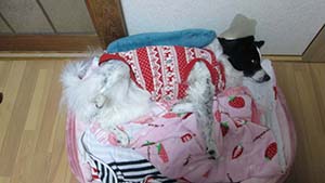クリックして拡大