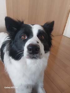 クリックして拡大