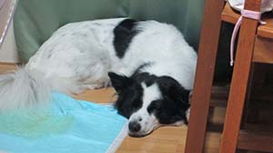 クリックして拡大