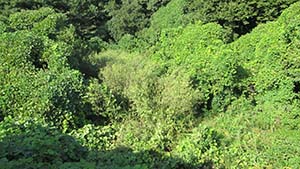 クリックして拡大