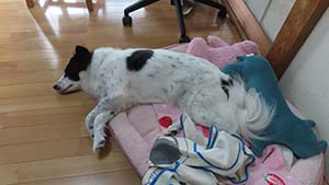 クリックして拡大