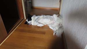 クリックして拡大