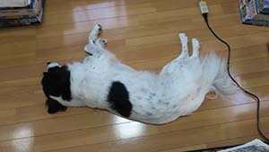 クリックして拡大