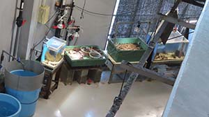 �N���b�N���Ċg��