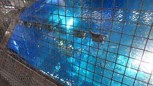 �N���b�N���Ċg��