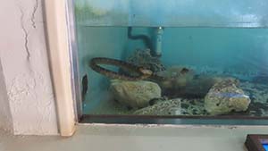 �N���b�N���Ċg��