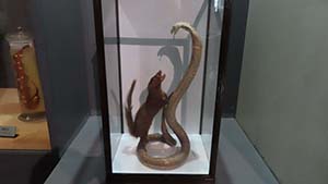 �N���b�N���Ċg��