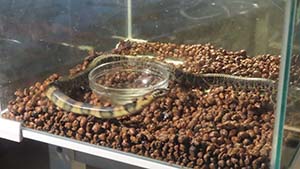 �N���b�N���Ċg��