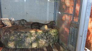 �N���b�N���Ċg��