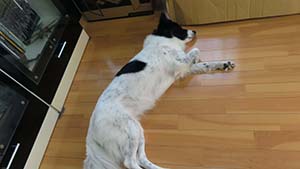 �N���b�N���Ċg��