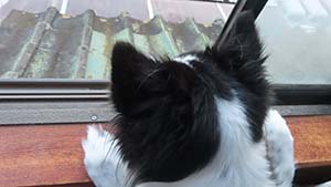 �N���b�N���Ċg��